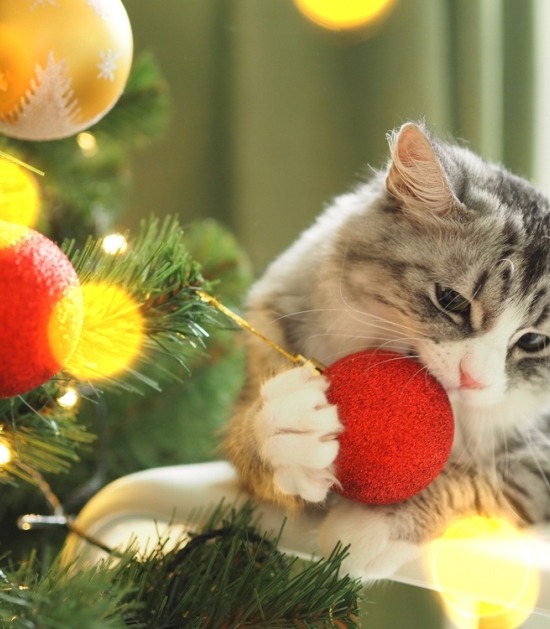 Kat speelt met kerstballen