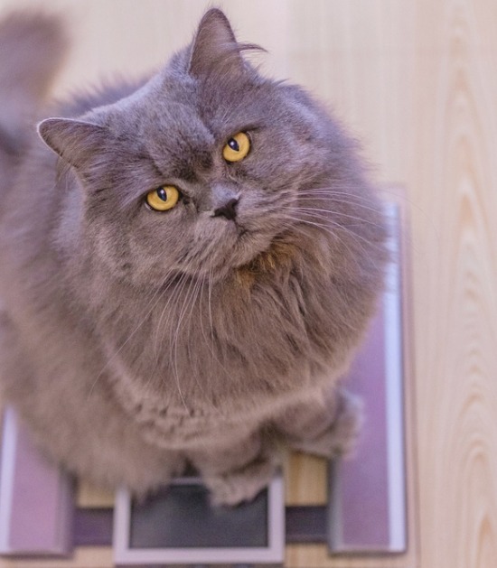 Grijze langharige kat met overgewicht zit op weegschaal