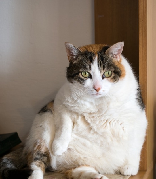 Kat met overgewicht 