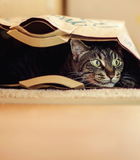 Speelse kat ligt in papieren zak