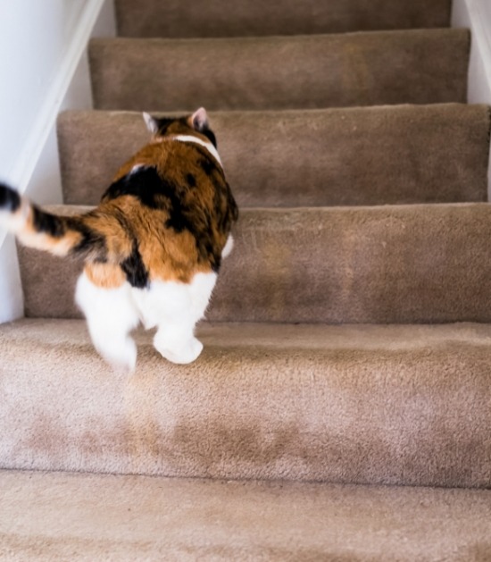 Gevlekte kat rent op trap