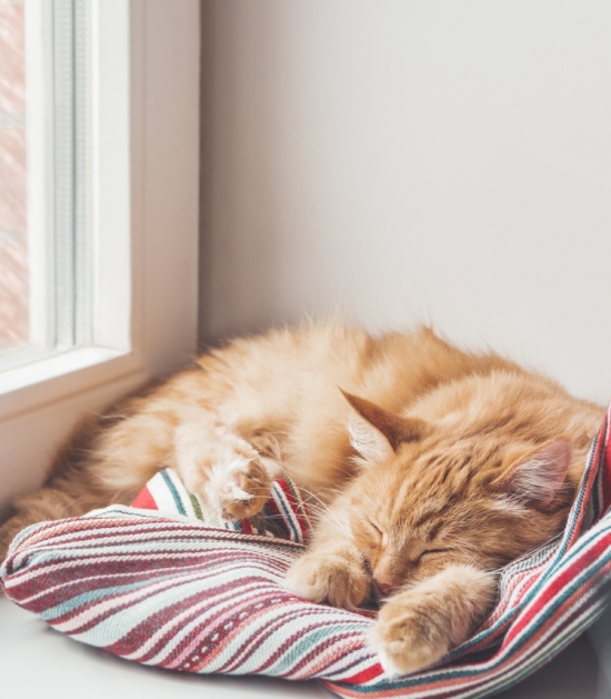Rosse kat slaapt op kussen Rosse kat slaapt op kussen