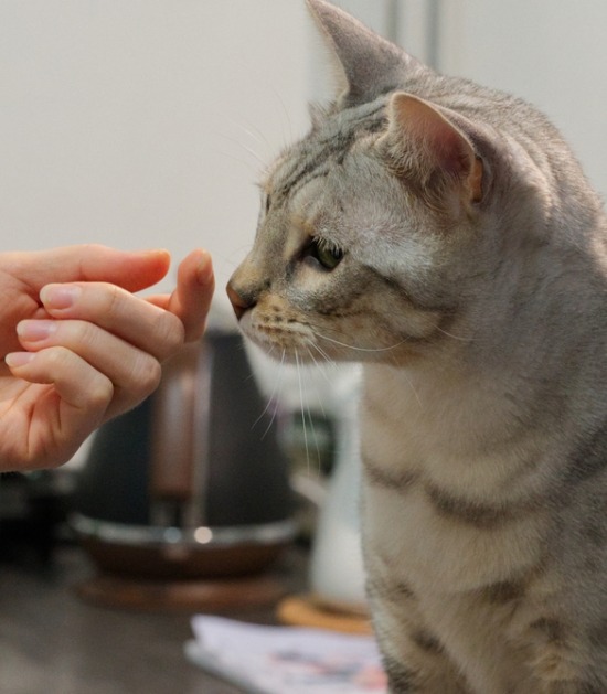Kat snuffelt aan uitgestoken hand