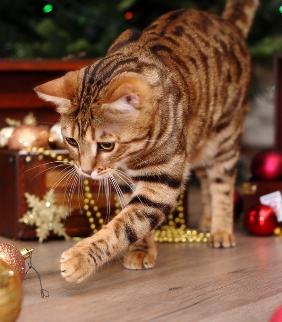 Getijgerde kat speelt met kerstbal onder kerstboom 