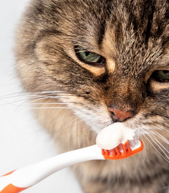 Kat likt van tandpasta op tandenborstel