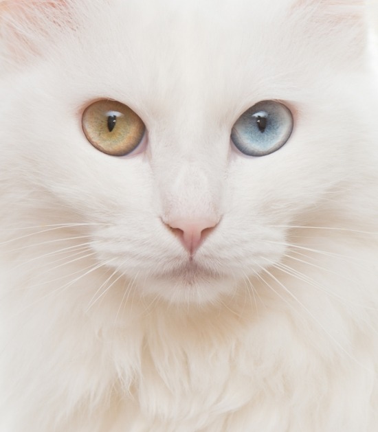 Witte kat met een geel en een blauw oog
