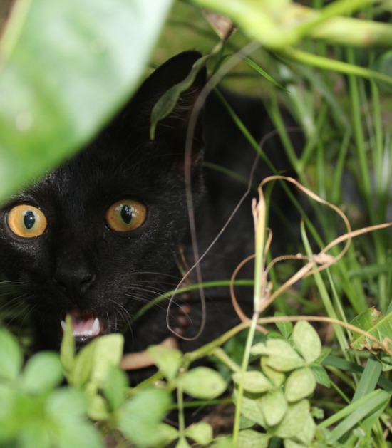Kat verstopt zich onder struik 