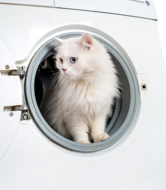 Kat zit in geopende wasmachine
