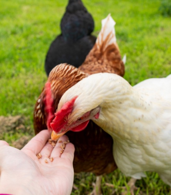 Kippen eten uit hand