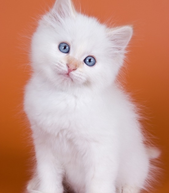Witte kitten met blauwe ogen tegen een oranje achtergrond