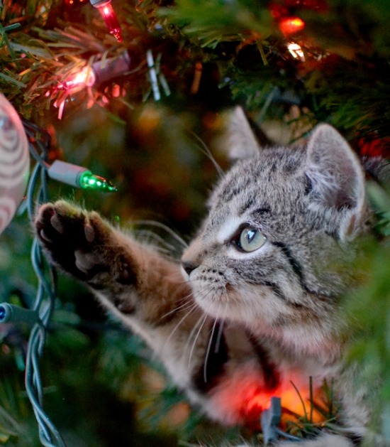 Kitten in kerstboom speelt met kerstban