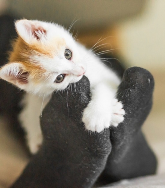 Kitten speelt met voeten