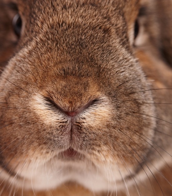 Closeup van konijn 