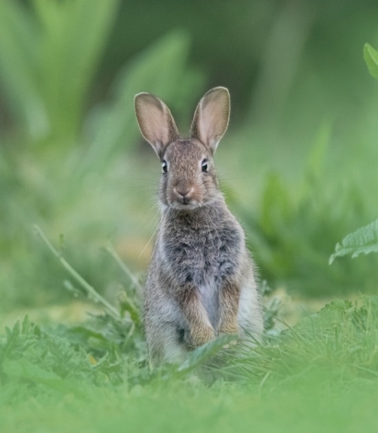 Nieuwsgierig konijn staat op de achterpoten om de omgeving te scannen