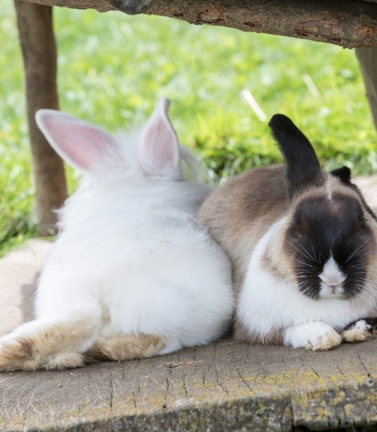 Twee konijnen liggen naast elkaar te genieten