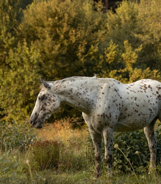 leopard appaloosa