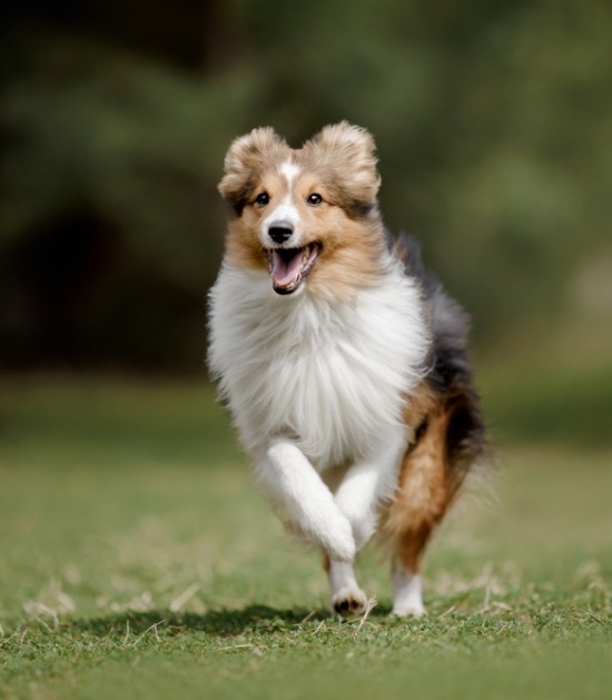 lopende sheltie