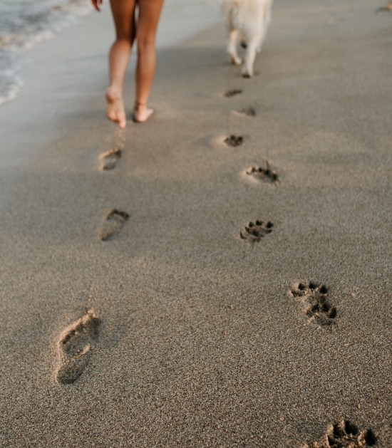 Hond wandelt met zijn baasje door het zand en laat afdrukken achter met zijn pootjes