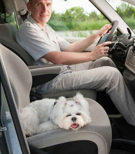 Man aan het stuur van een auto met hondje op de passagierszetel