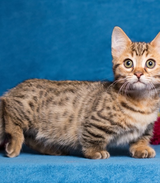 Munchkin kat Munchkin kat met korte pootjes