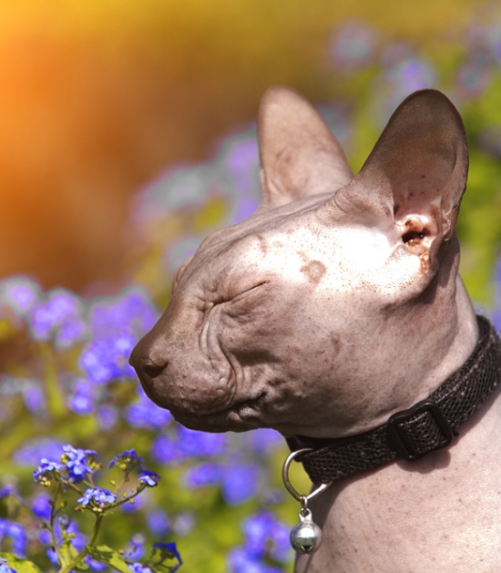 Portret van een naaktkat in de zon tussen paarse bloemen