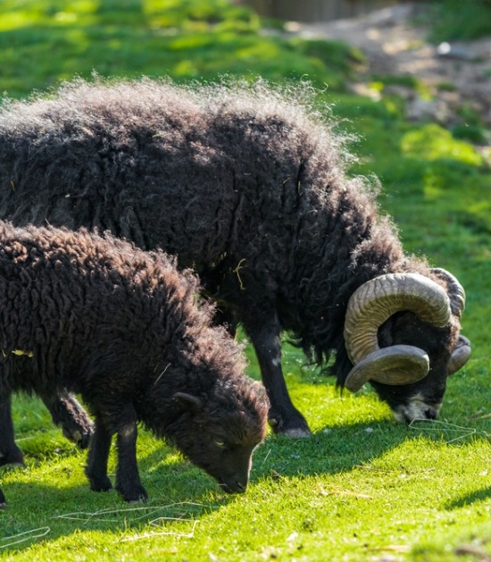Ouessant schapen in de weide