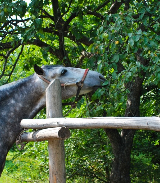 Paard reikt over hek naar appels aan boom