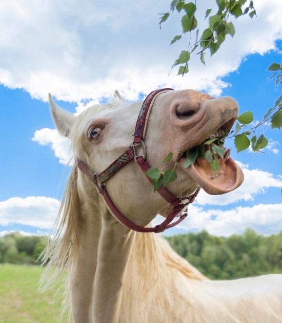 Paard plukt blaadjes van boom