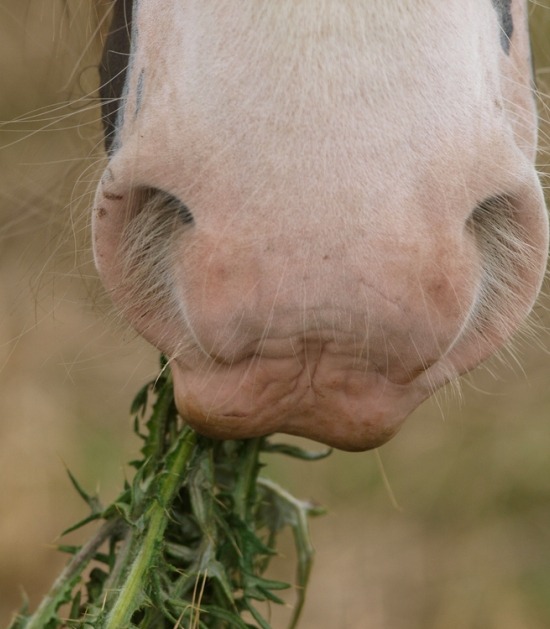 Paard eet distel