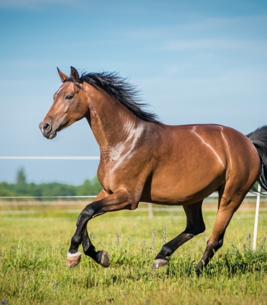 Bruin paard rent door zonnige weide