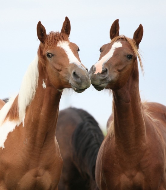 Twee paarden geven elkaar een zoen