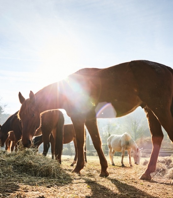 Paarden eten hooi in een paddock