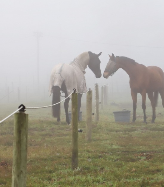 Twee paarden maken kennis met een draadje ertussen op een mistige weide