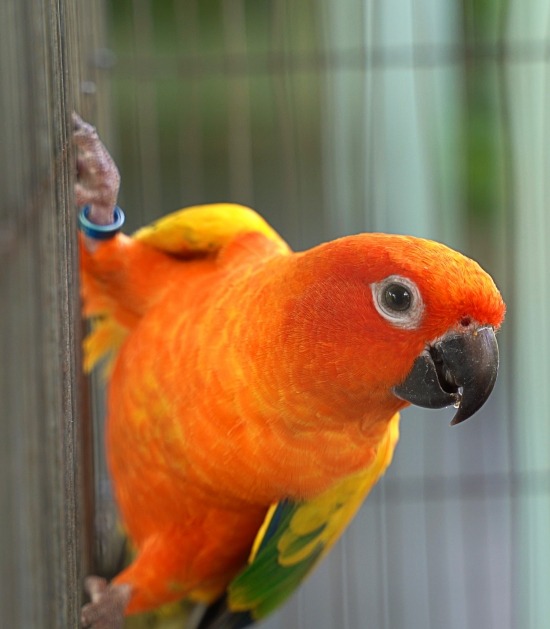 Papegaai met pootring