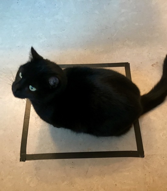 Zwarte kat zit in vierkant stuk tape 