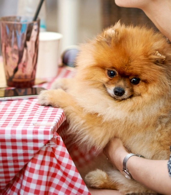 Pomeriaan zit op schoot aan tafel van restaurant 