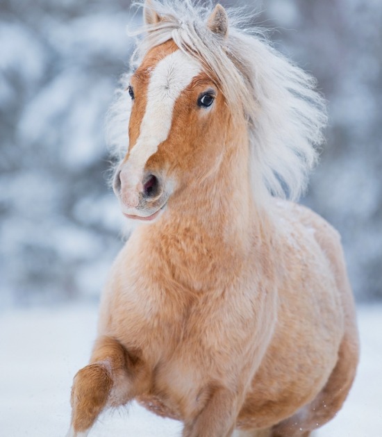 Pony in wintervacht rent door sneeuw