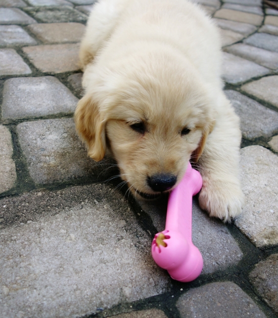 Golden retriever puppy speelt met gevuld speelbot