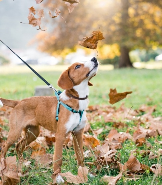 Puppy loopt in het park tussen de herfstbladeren