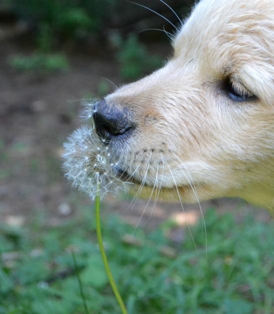 Golden retriever puppy snuffelt aan paardenbloem