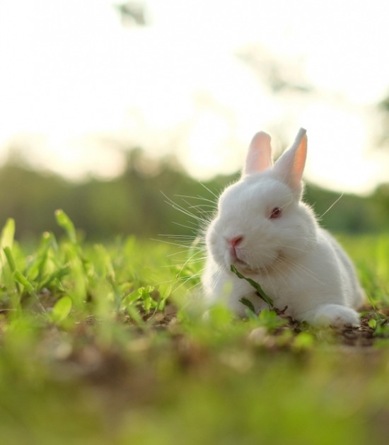 pool roodoog in het gras