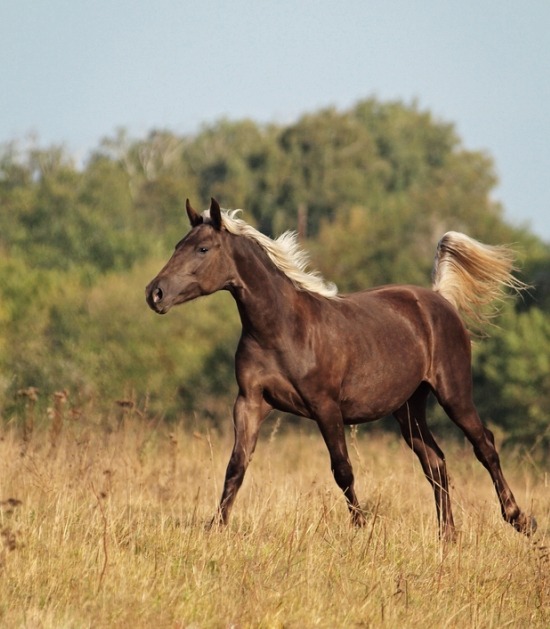 rocky mountain horse