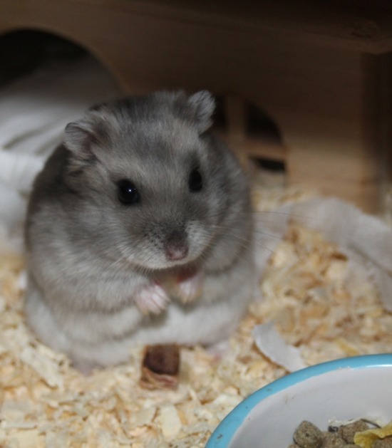 hamster: een knaagdier met bolle wangetjes