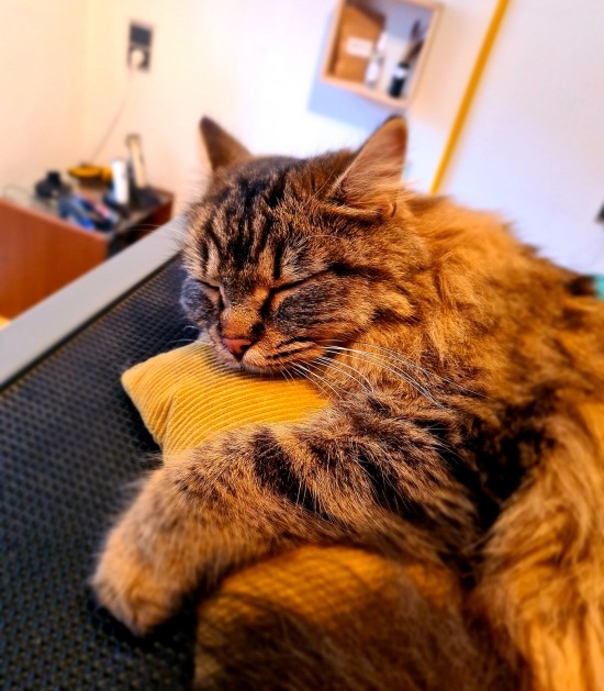 Kat rust uit op trimtafel