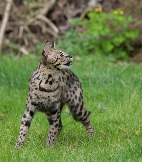 Savannah kat Savannah in het gras