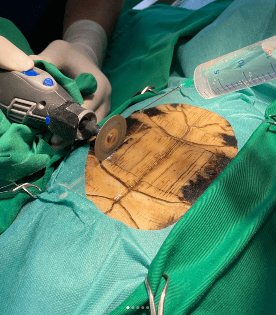 Schildpad ligt op rug voor operatie 