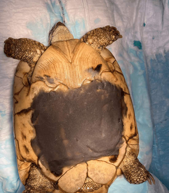 Geopereerde schildpad is weer dichtgemaakt 