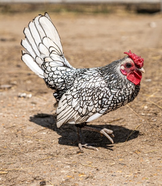 silver sebright silver sebright