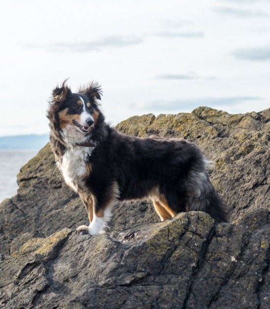 sheltie op rots sheltie op rots