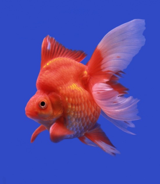 De ryukingoudvis De ryukingoudvis